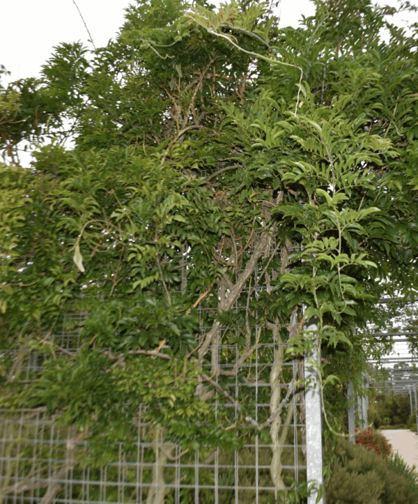 Callerya megasperma Native Wisteria with purple flower clusters and vigorous climbing habit at Kuranga Native Nursery