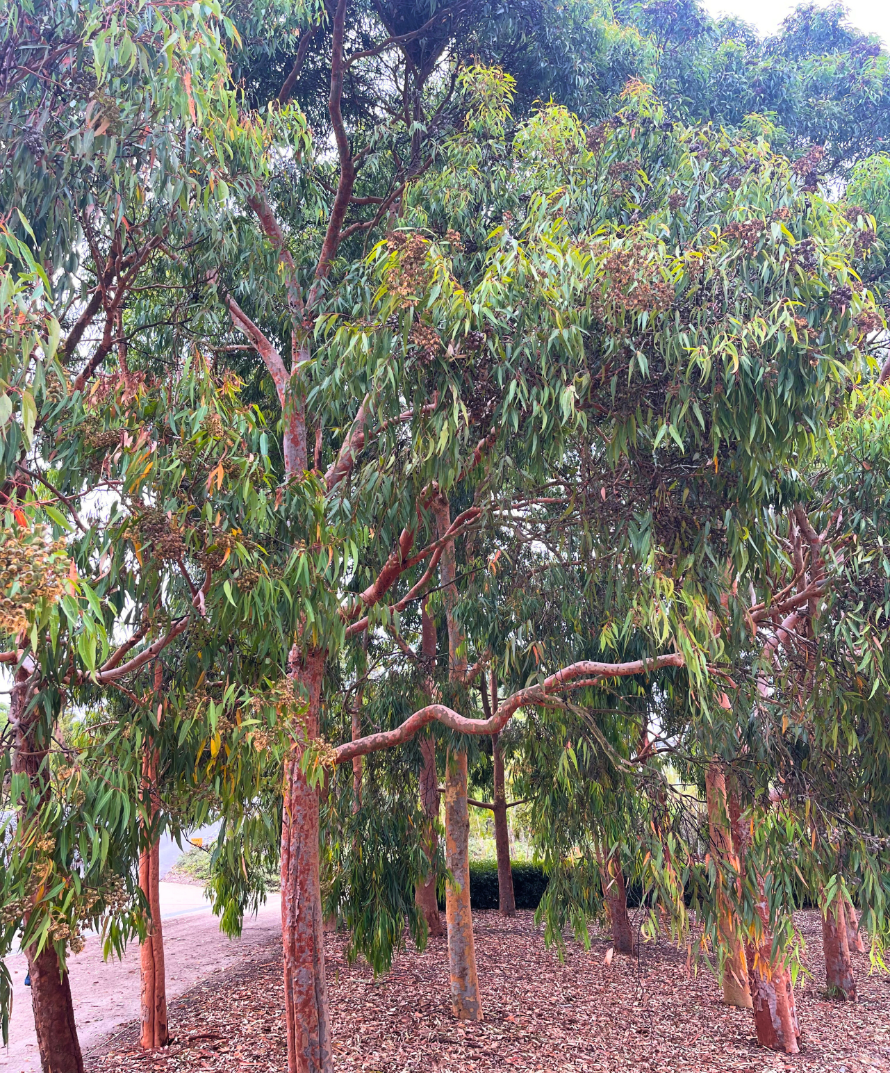 Angophora costata Smooth Barked Apple with smooth pink bark and twisted trunk at Kuranga Native Nursery