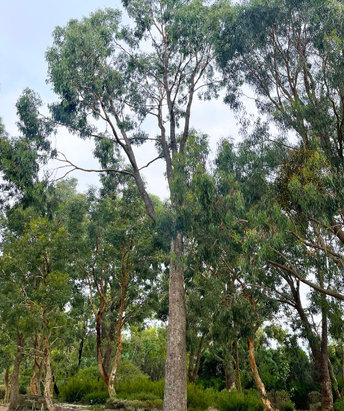 Eucalyptus bridgesiana Apple Box with mottled bark and cold tolerance at Kuranga Native Nursery