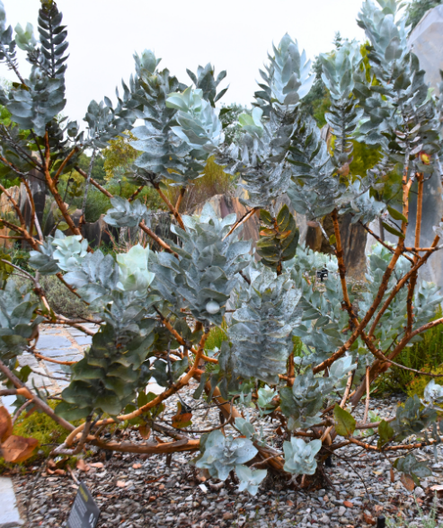 Eucalyptus macrocarpa Mottled Bush Gum with largest eucalypt flowers and mallee form at Kuranga Native Nursery