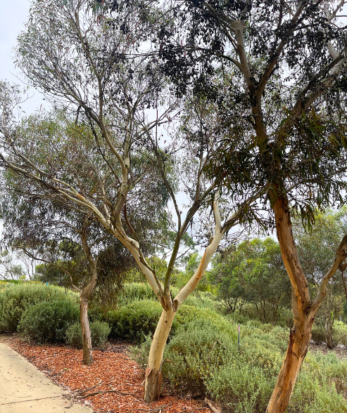 Eucalyptus petiolaris Eyre Peninsula Blue Gum with blue-green foliage and coastal form at Kuranga Native Nursery