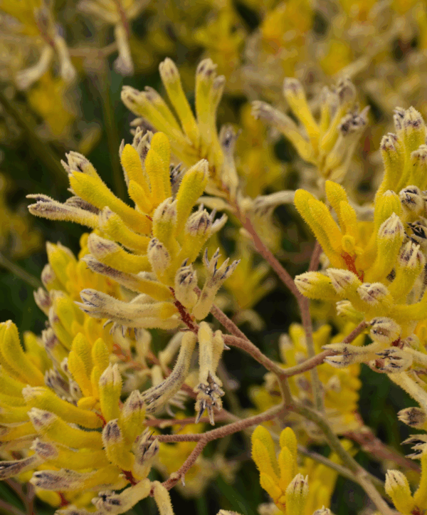 Anigozanthos Western Star Yellow Gem with bright yellow kangaroo paw flowers at Kuranga Native Nursery
