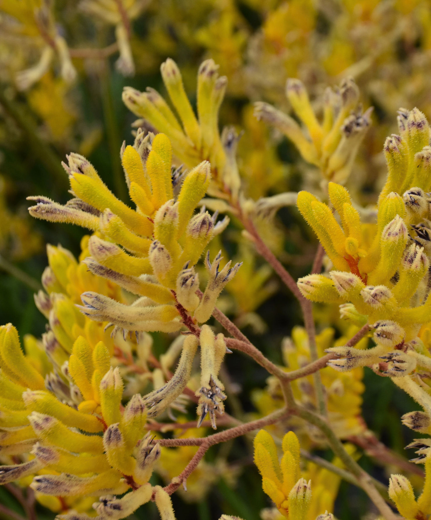 Anigozanthos Western Star Yellow Gem with bright yellow kangaroo paw flowers at Kuranga Native Nursery