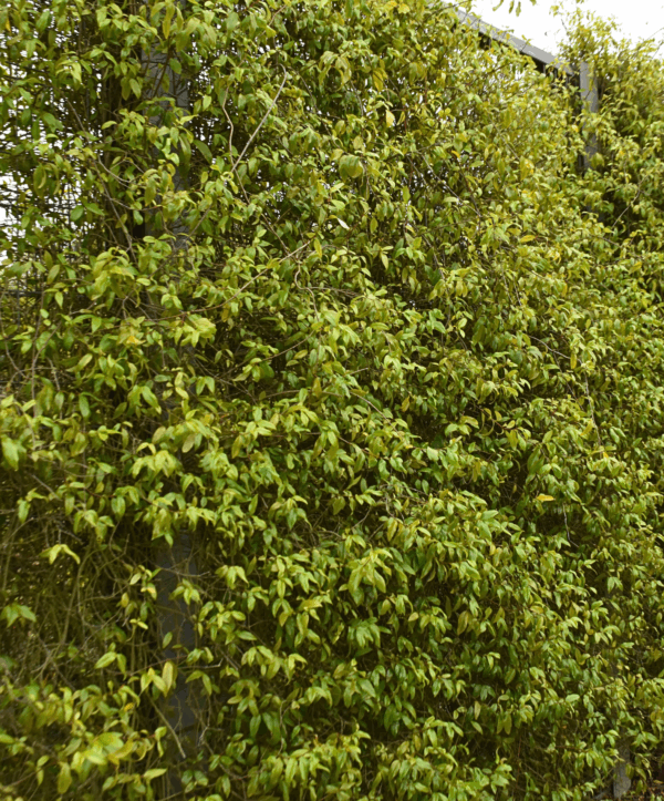 Aphanopetalum resinosum Gum Vine with climbing habit and small white flowers at Kuranga Native Nursery