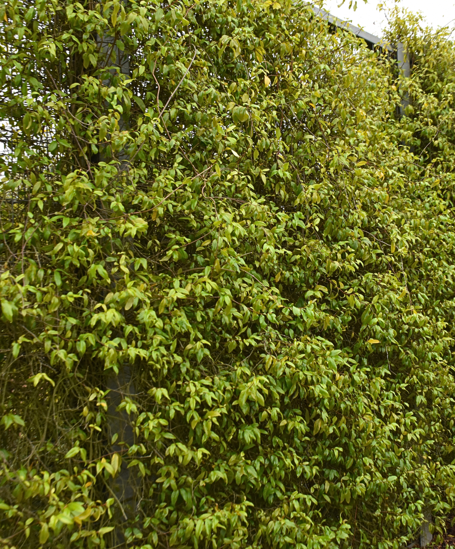 Aphanopetalum resinosum Gum Vine with climbing habit and small white flowers at Kuranga Native Nursery