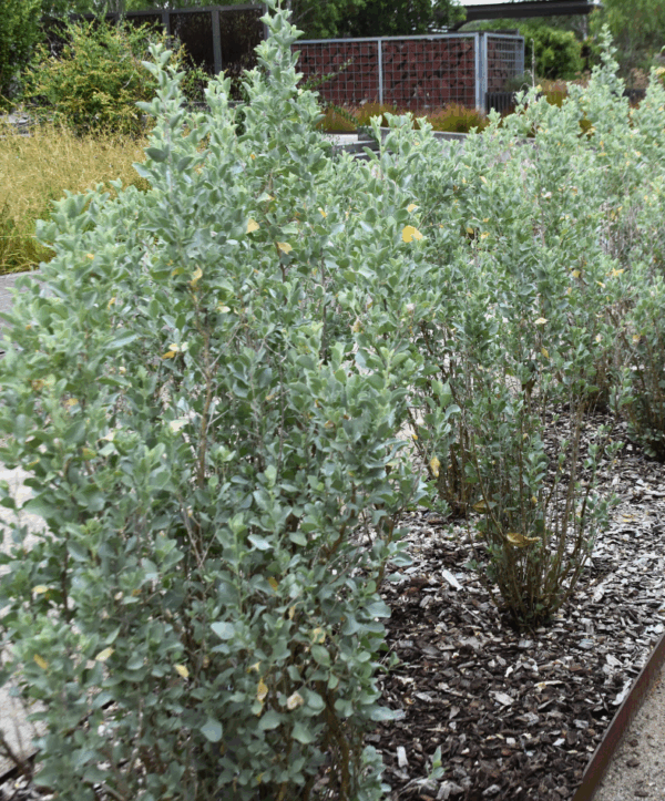 Atriplex nummularia Old Man Saltbush with silvery foliage and salt tolerance at Kuranga Native Nursery