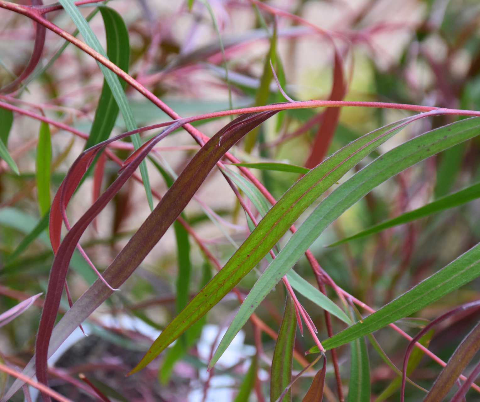 Agonis flexuosa Burgundy with deep burgundy weeping foliage and graceful form at Kuranga Native Nursery