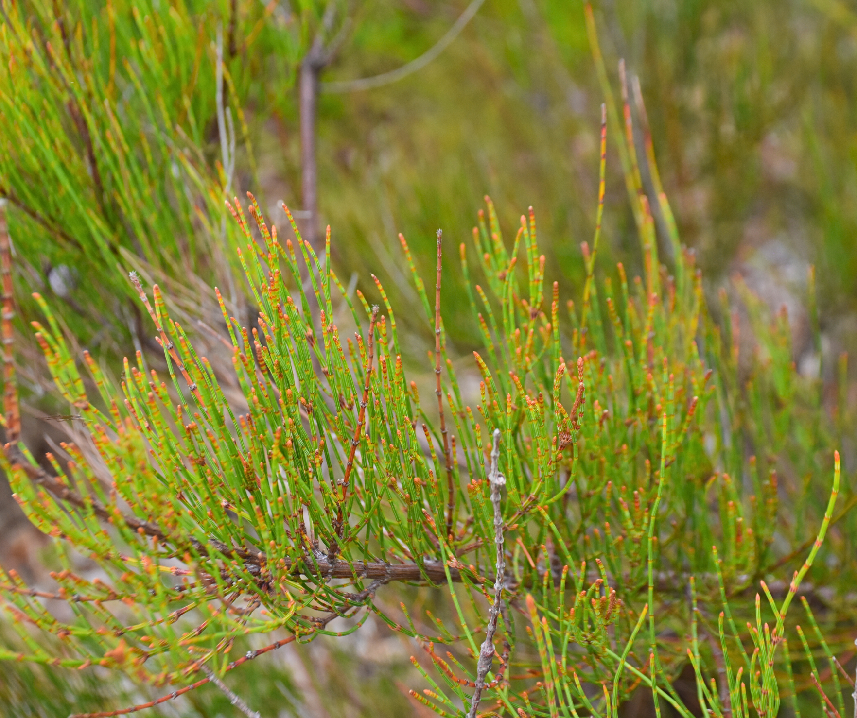 Allocasuarina paludosa (Swamp She-oak)