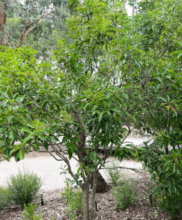 Auranticarpa rhombifolia Diamond Leaf Pittosporum with diamond-shaped leaves at Kuranga Native Nursery