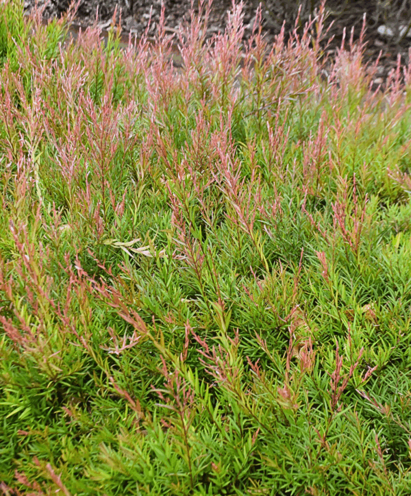 Austromyrtus dulcis Midgen Berry with sweet edible berries and compact form at Kuranga Native Nursery