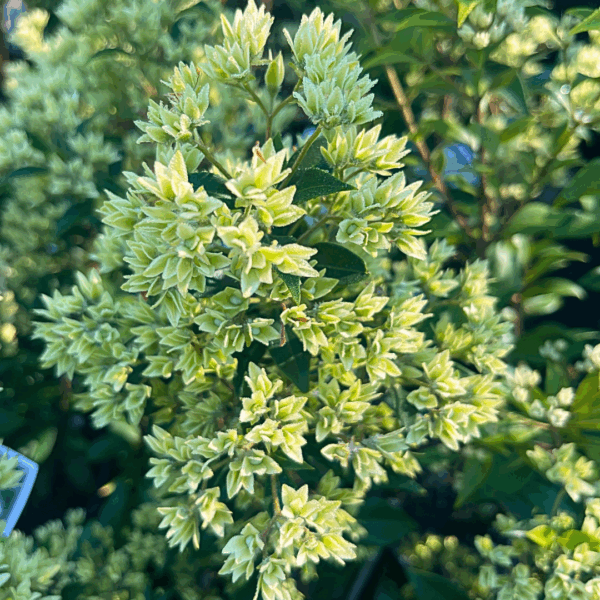 Backhousia myrtifolia Cinnamon Myrtle with aromatic cinnamon-scented leaves at Kuranga Native Nursery