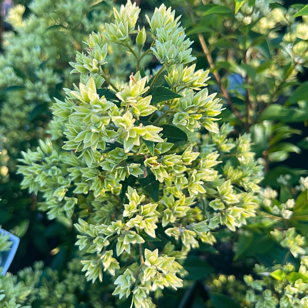 Backhousia myrtifolia Cinnamon Myrtle with aromatic cinnamon-scented leaves at Kuranga Native Nursery