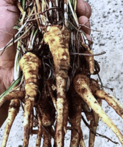 Yam Daisy | Native Bush Tucker Plant | Kuranga