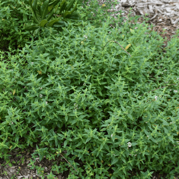 Mentha australis River Mint with aromatic mint leaves for bush tucker uses at Kuranga Native Nursery
