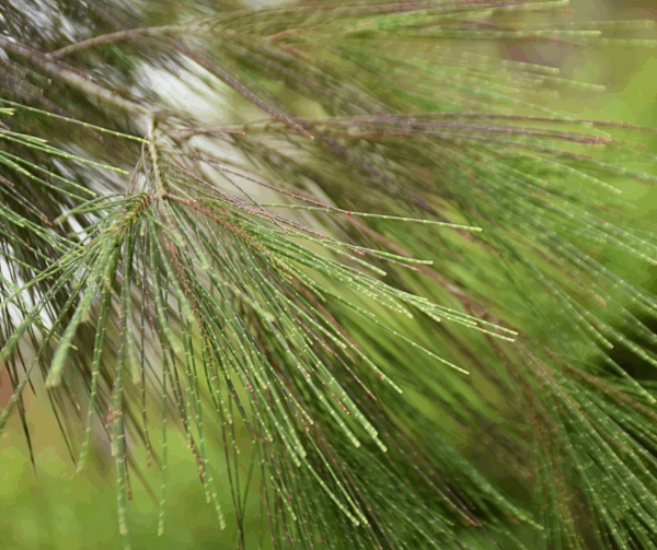 Allocasuarina torulosa Forest She-oak with twisted branches and distinctive cone fruits at Kuranga Native Nursery