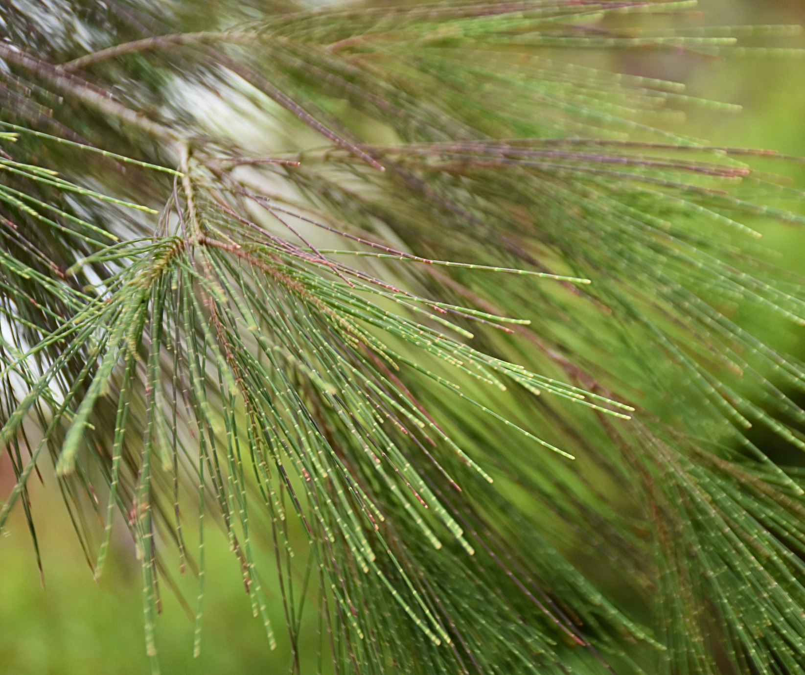 Allocasuarina torulosa (Forest She-oak)
