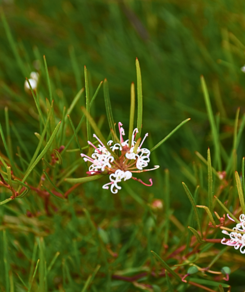 Grevillea gariwerdensis ‘Grampians Grevillea’
