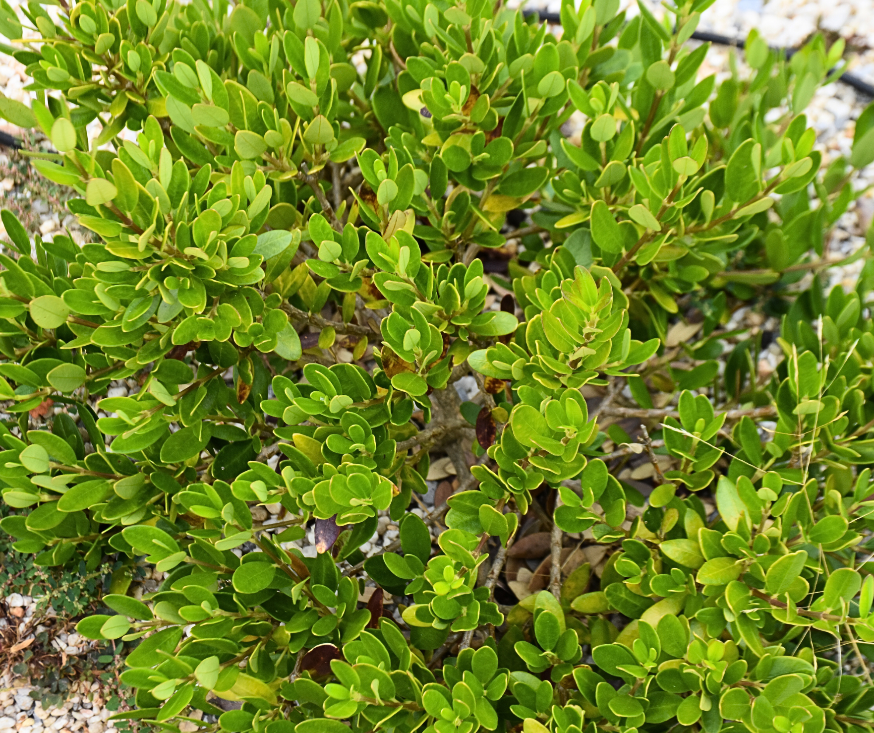 Alyxia buxifolia Sea Box with glossy box-like leaves and fragrant white flowers at Kuranga Native Nursery