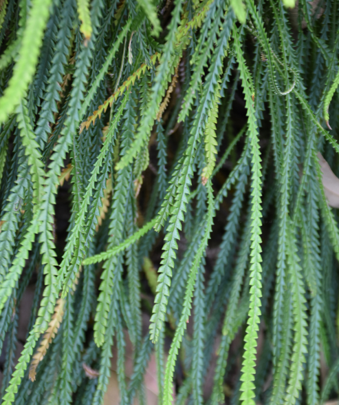 Banksia nivea Honeypot Dryandra with golden flower heads and silvery foliage at Kuranga Native Nursery