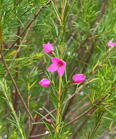 Boronia Moranda Candy with fragrant pink flowers and compact form at Kuranga Native Nursery