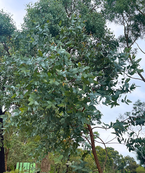 Eucalyptus melanophloia Silver-leafed Ironbark with distinctive dark bark and silvery foliage at Kuranga Native Nursery