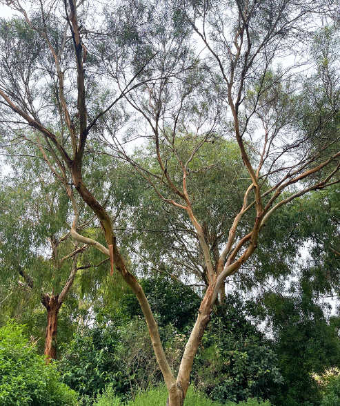 Eucalyptus viridis Green Mallee with compact mallee form and green foliage at Kuranga Native Nursery