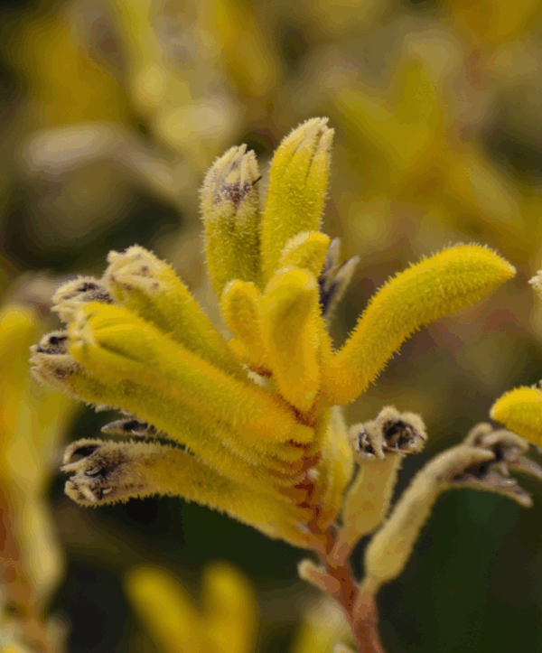 Anigozanthos Western Star Yellow Gem with bright yellow kangaroo paw flowers at Kuranga Native Nursery