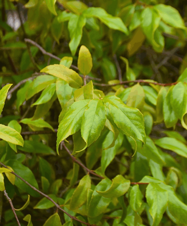 Aphanopetalum resinosum Gum Vine with climbing habit and small white flowers at Kuranga Native Nursery