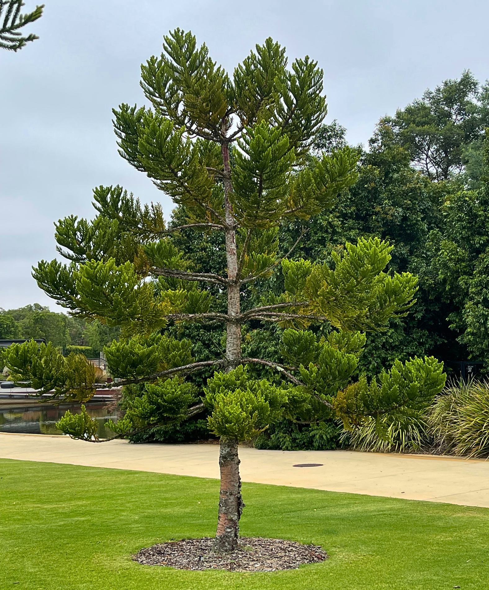 Araucaria cunninghamii Hoop Pine with distinctive tiered branches and conical form at Kuranga Native Nursery