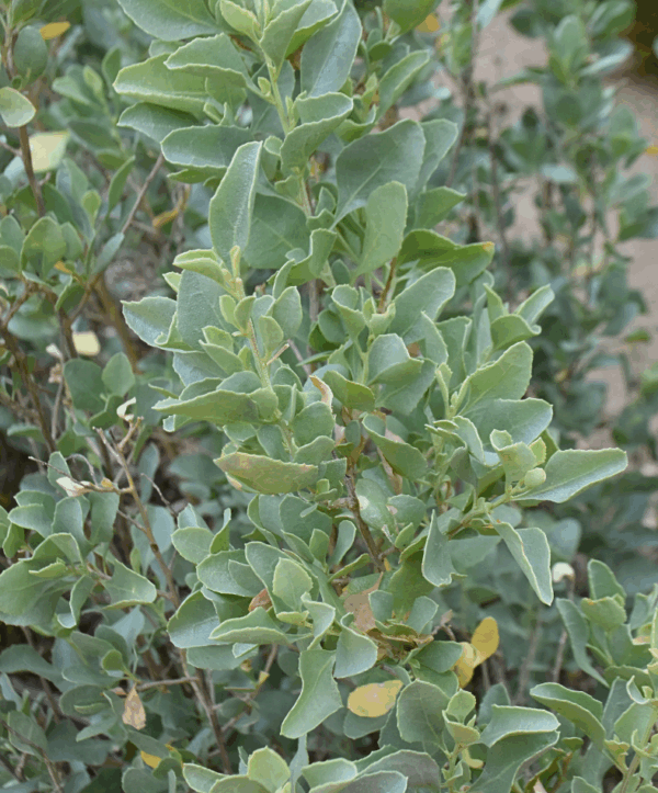 Atriplex nummularia Old Man Saltbush with silvery foliage and salt tolerance at Kuranga Native Nursery