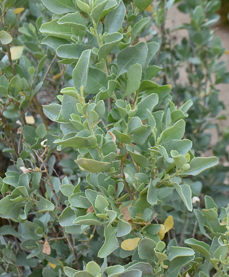 Atriplex nummularia Old Man Saltbush with silvery foliage and salt tolerance at Kuranga Native Nursery