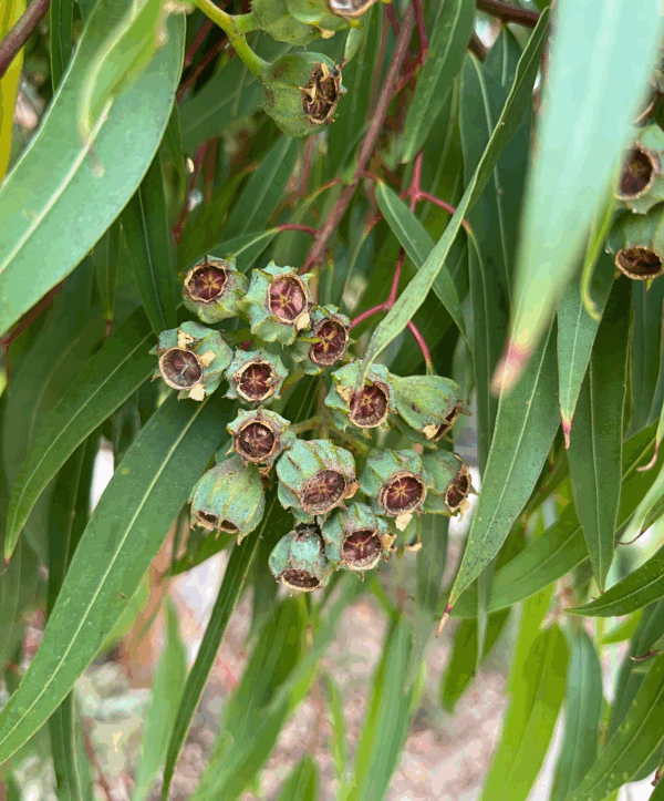 Angophora costata Sydney Red Gum with vibrant red bark and sculptural form at Kuranga Native Nursery