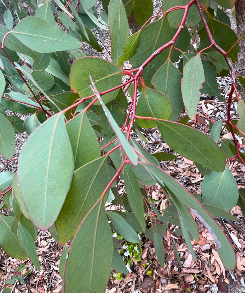 Eucalyptus caleyi Caleys Ironbark with distinctive dark bark and blue-green foliage at Kuranga Native Nursery
