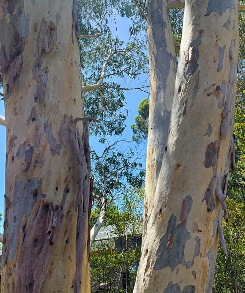 Eucalyptus mannifera Red Spotted Gum with distinctive mottled bark and cold tolerance at Kuranga Native Nursery