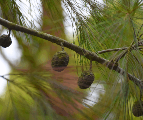Allocasuarina torulosa Forest She-oak with twisted branches and distinctive cone fruits at Kuranga Native Nursery