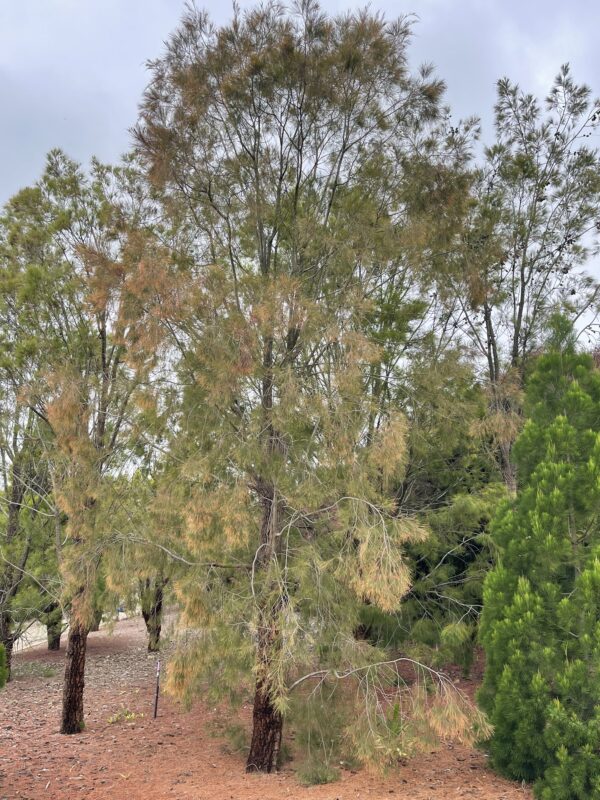 Allocasuarina torulosa Forest She-oak with twisted branches and distinctive cone fruits at Kuranga Native Nursery