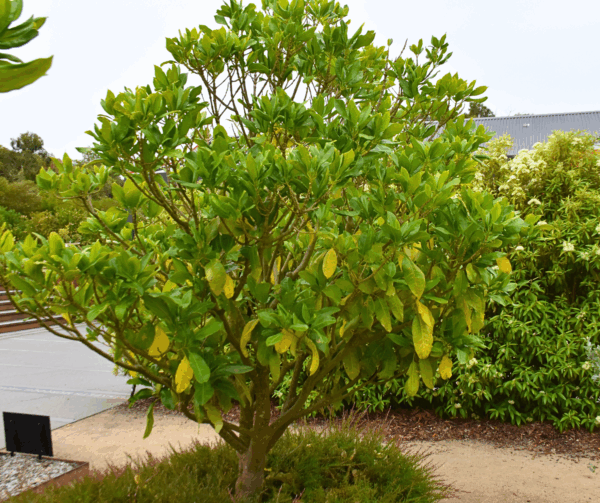 Acronychia acidula Lemon Aspen with citrus-scented leaves and edible yellow fruits at Kuranga Native Nursery