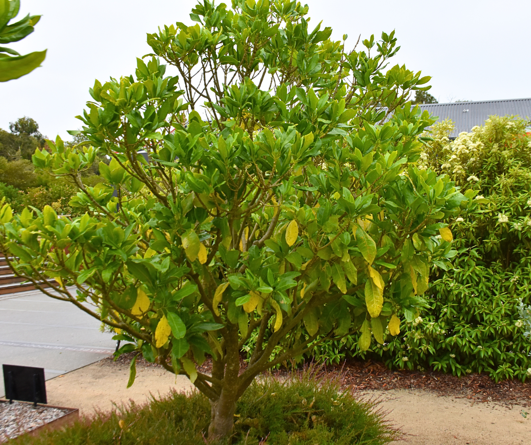 Acronychia acidula Lemon Aspen with citrus-scented leaves and edible yellow fruits at Kuranga Native Nursery