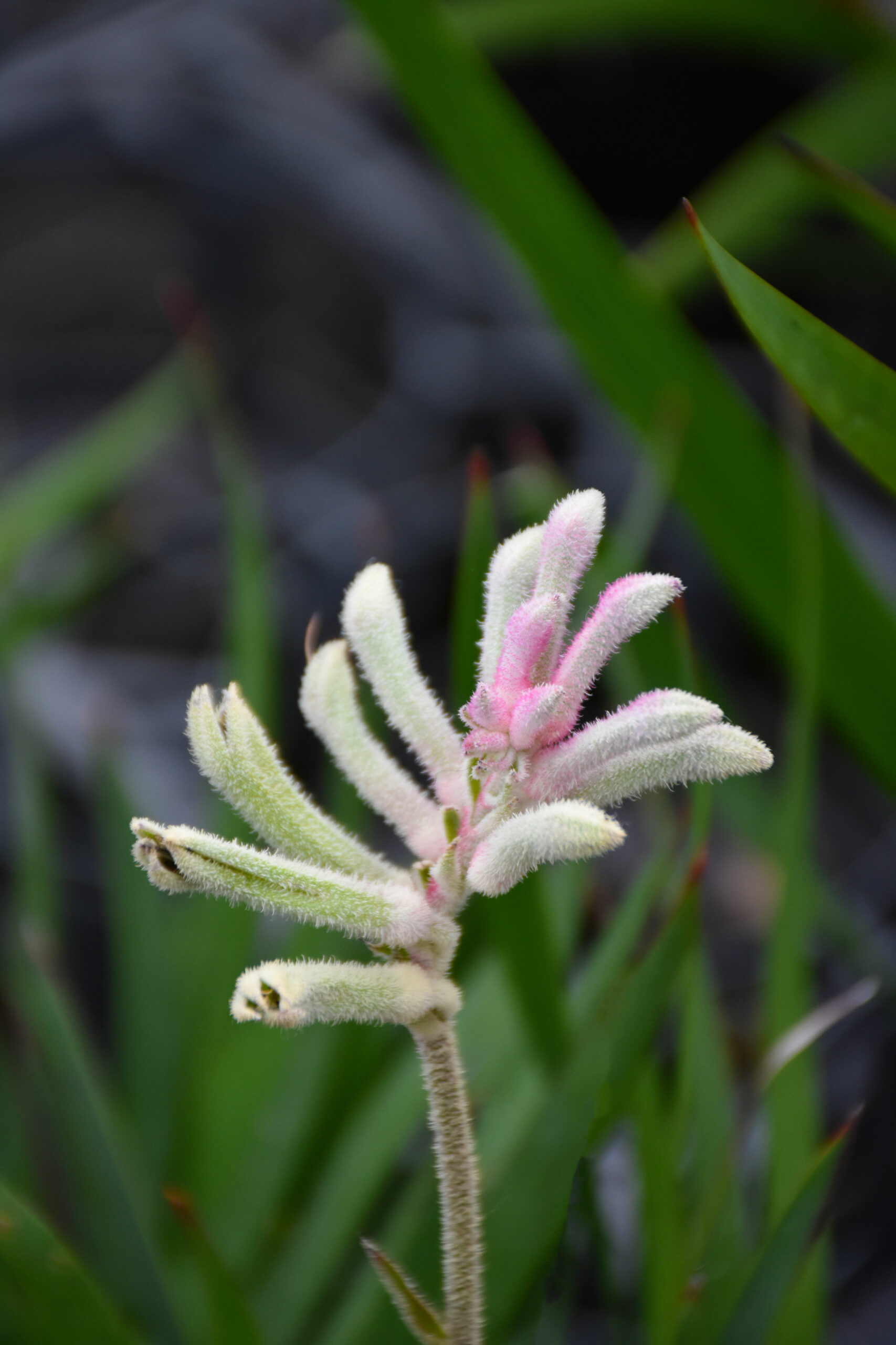 Anigozanthos Bush Diamond with white kangaroo paw flowers and compact form at Kuranga Native Nursery