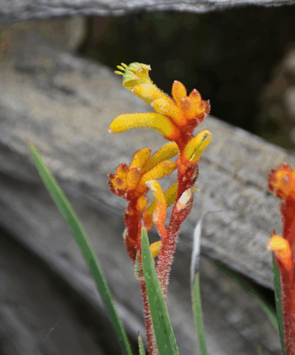 Anigozanthos Bush Tenacity with vibrant orange kangaroo paw flowers and hardy nature at Kuranga Native Nursery