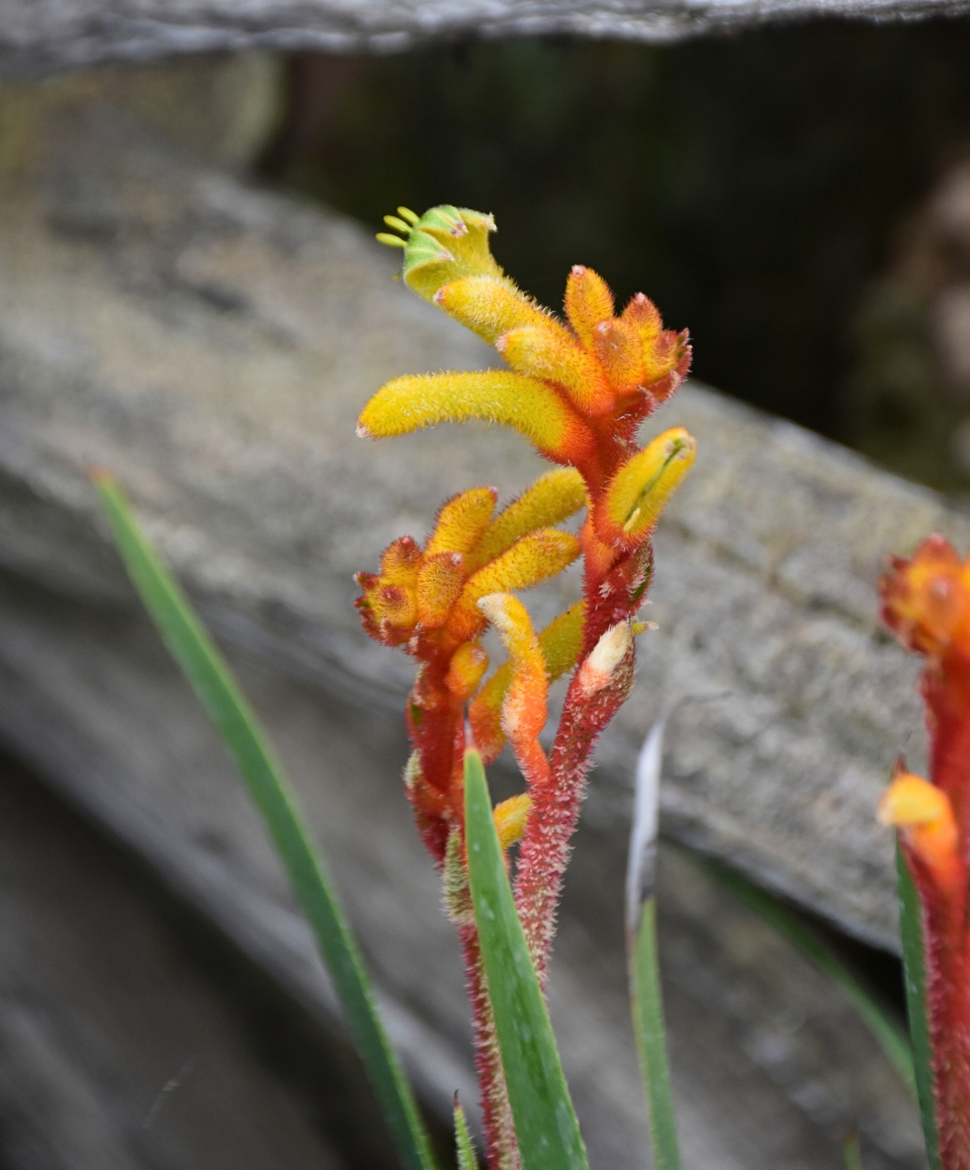 Anigozanthos Bush Tenacity with vibrant orange kangaroo paw flowers and hardy nature at Kuranga Native Nursery