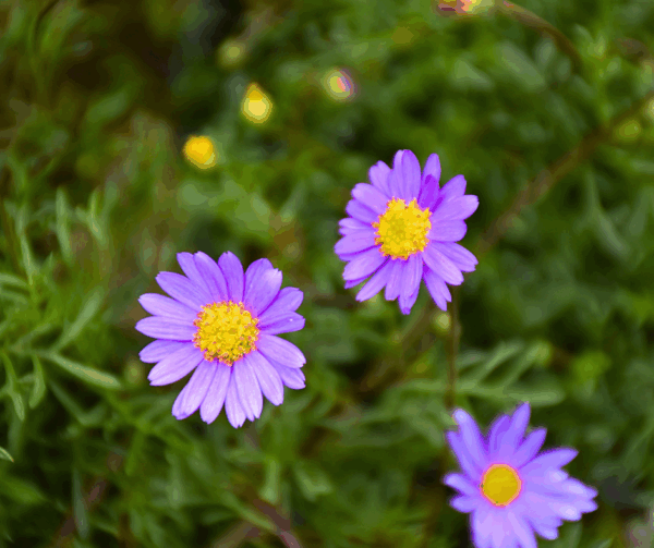 Brachyscome Amethyst Form with purple daisy flowers and compact groundcover form at Kuranga Native Nursery