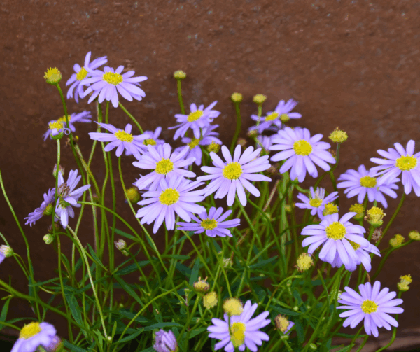 Brachyscome angustifolia Mauve with soft mauve daisy flowers and fine foliage at Kuranga Native Nursery
