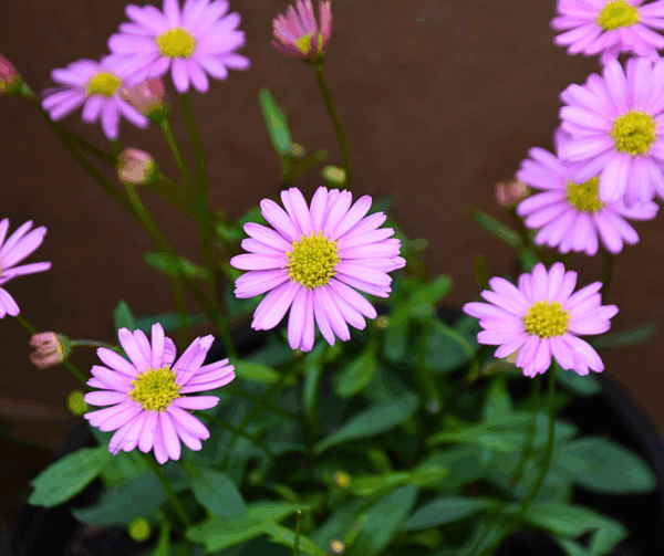 Brachyscome angustifolia Pink with soft pink daisy flowers and fine foliage at Kuranga Native Nursery