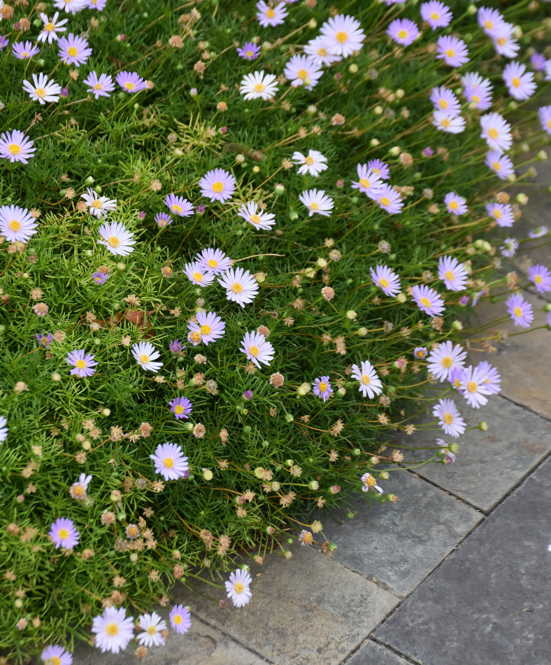 Brachyscome multifida ‘Cut Leaf Daisy’
