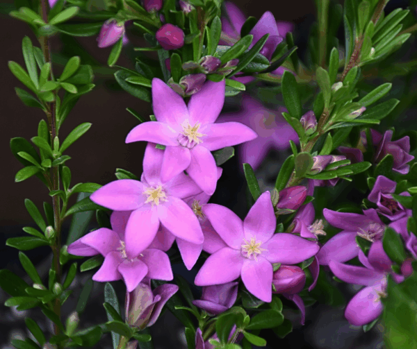 Crowea exalata Dark Pink Small Crowea with dark pink star flowers and compact form at Kuranga Native Nursery