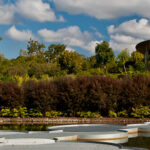 native plants screening privacy