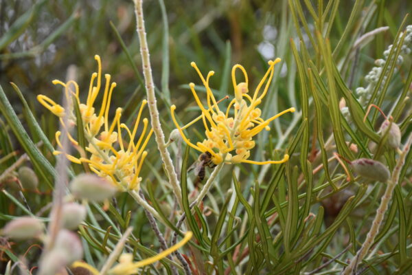 Grevillea Bush Lemon with bright yellow spider flowers and spreading groundcover form at Kuranga Native Nursery