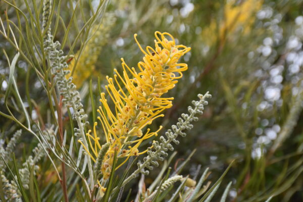 Grevillea Bush Lemon with bright yellow spider flowers and spreading groundcover form at Kuranga Native Nursery