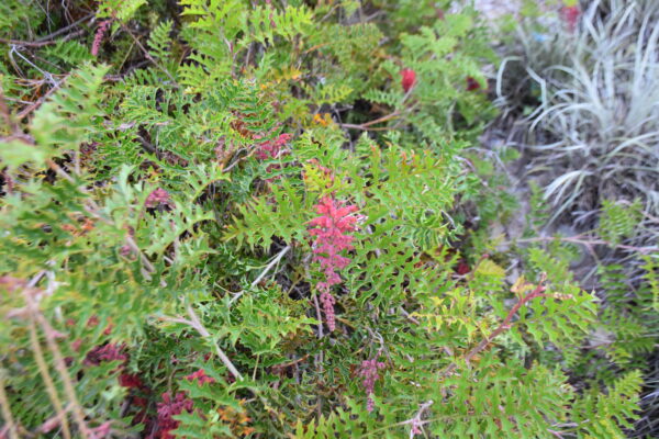 Grevillea bipinnatifida Fuchsia Grevillea with red tubular flowers and fern-like foliage at Kuranga Native Nursery